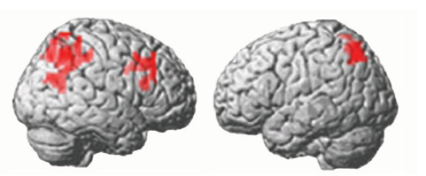 working memory capacity brain