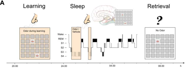 sleep brain odor sitmulation