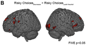 emotional regulation prefrontal brain