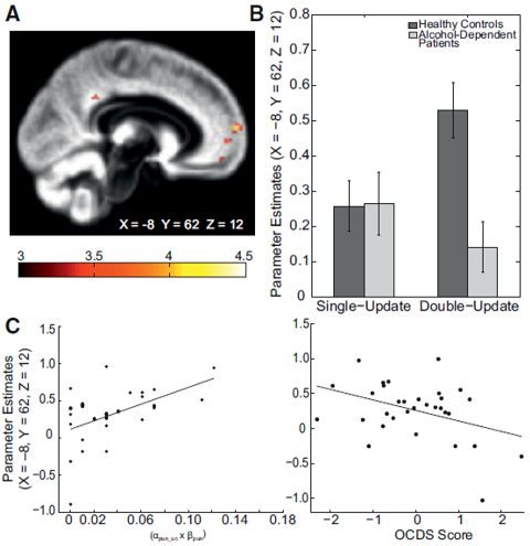 flexible decision making brain and prefrontal cortex