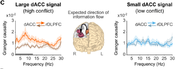 prefrontal cortex and cingulate cortex 